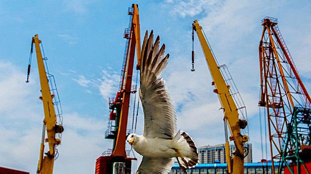 Портовый передел: как выросли морские перевалочные мощности в России